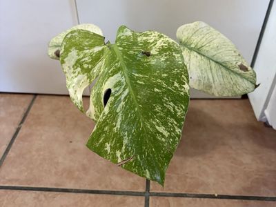 Monstera Mint 6” pot