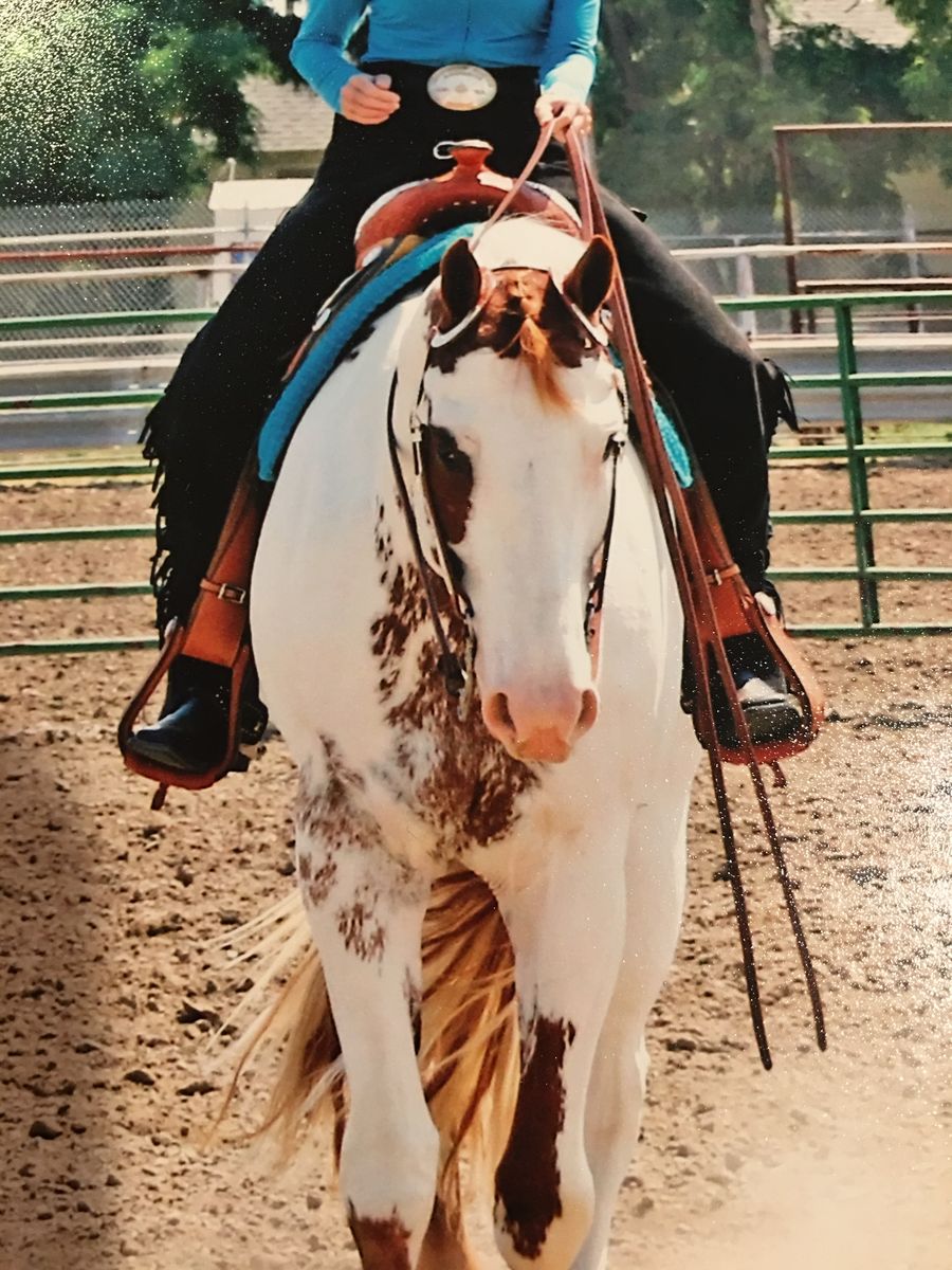 APHA Gelding