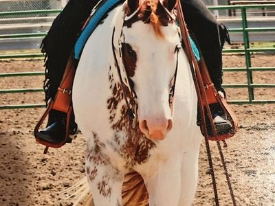 APHA Gelding