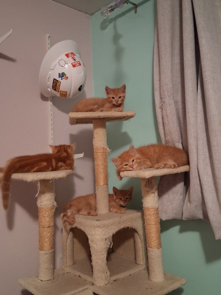 Kittens