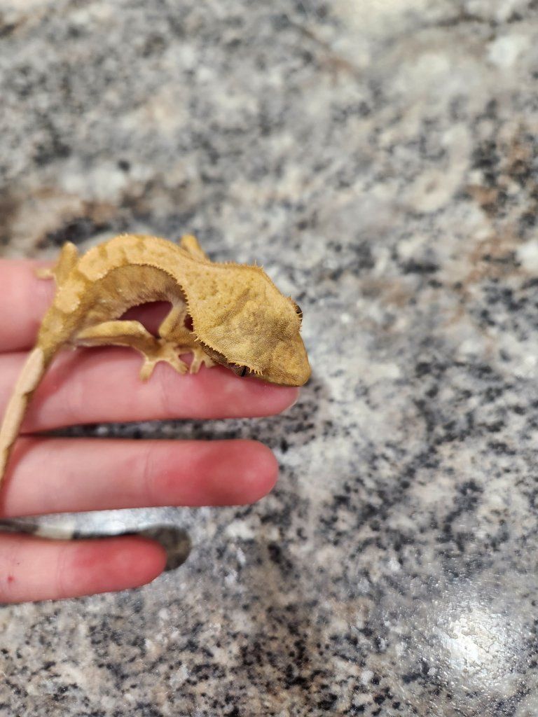 Crested Gecko - Healthy and Active - Ready for a New Home