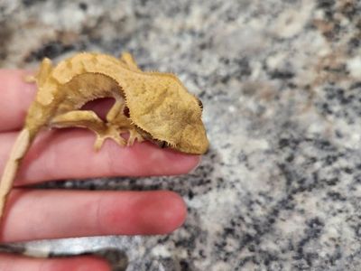 Crested Gecko - Healthy and Active - Ready for a New Home