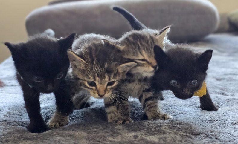 4 Kittens Looking for Homes