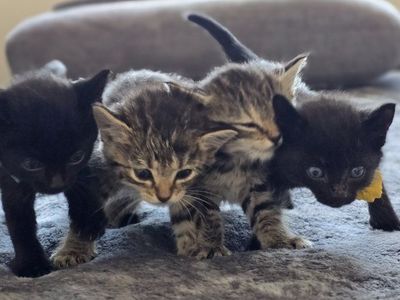 4 Kittens Looking for Homes