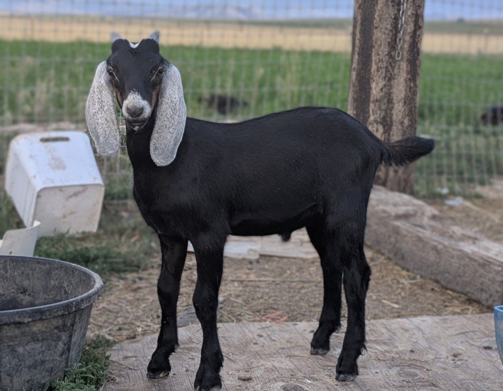 Nubian  Buckling