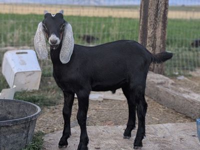 Nubian Buckling