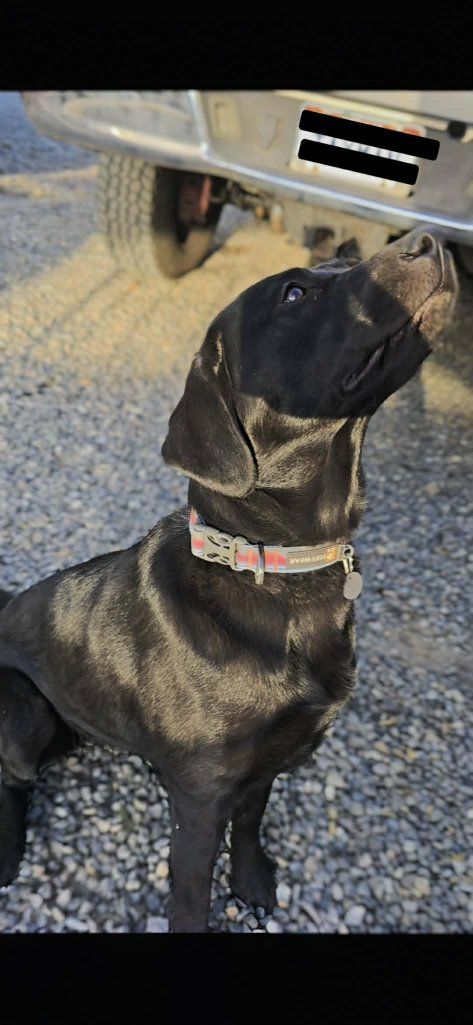 AKC Feamle black lab