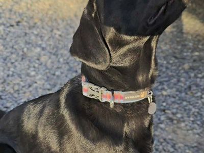 AKC Feamle black lab