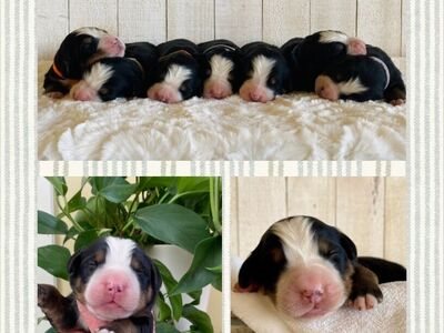 AKC Bernese Mountain Dog Puppies