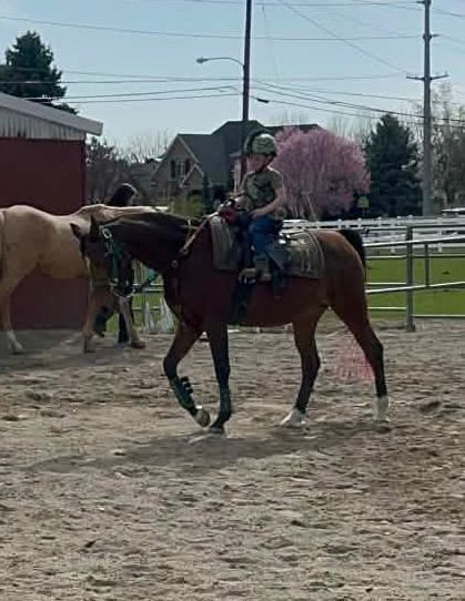 2003 Registered Half Arabian Mare: Lesson Horse