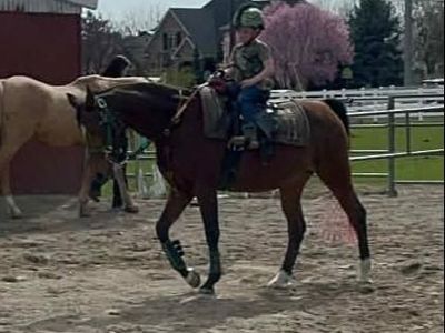 2003 Registered Half Arabian Mare: Lesson Horse