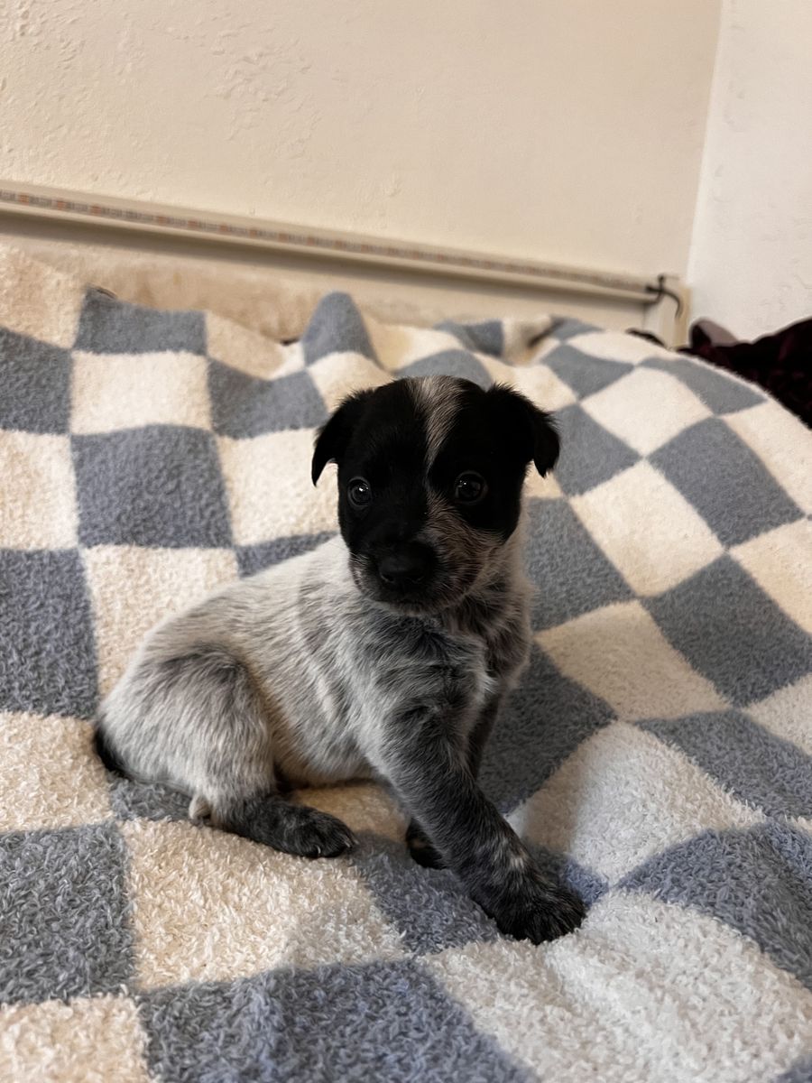 Amazing Family, heeler Border Collie Mixed Puppies