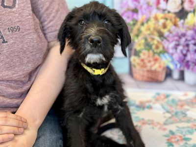 2 Month Old Puppies: Pointer x Aussie x Poodle Mix