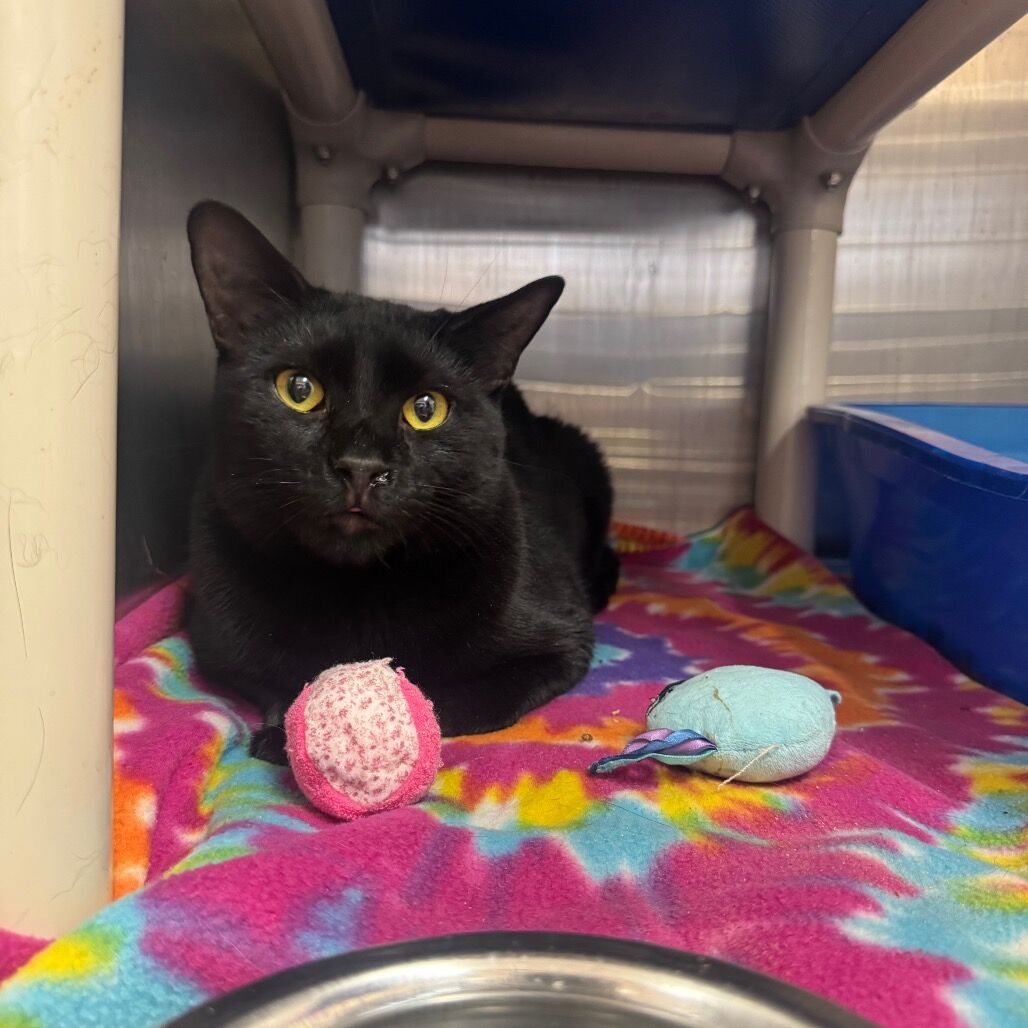 Hello my name is Andros