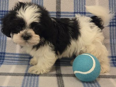 Adorable Shih Tzu / Yorkie (Shorkie) Puppies