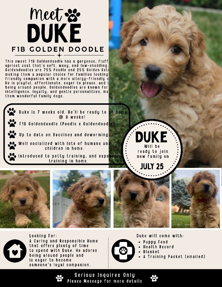 F1b Mini Goldendoodle Puppies