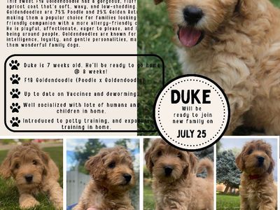 F1b Mini Goldendoodle Puppies