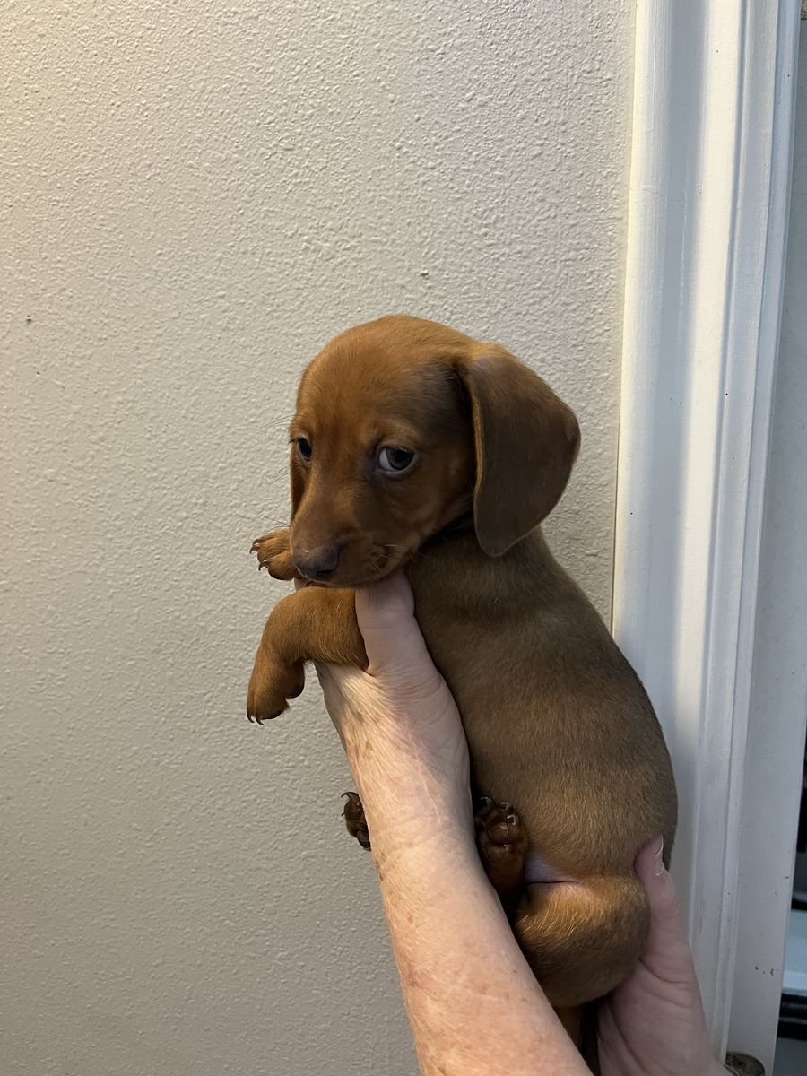 For Sale 2 male short haired mini dachshund 