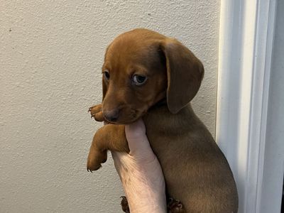 For Sale 2 male short haired mini dachshund