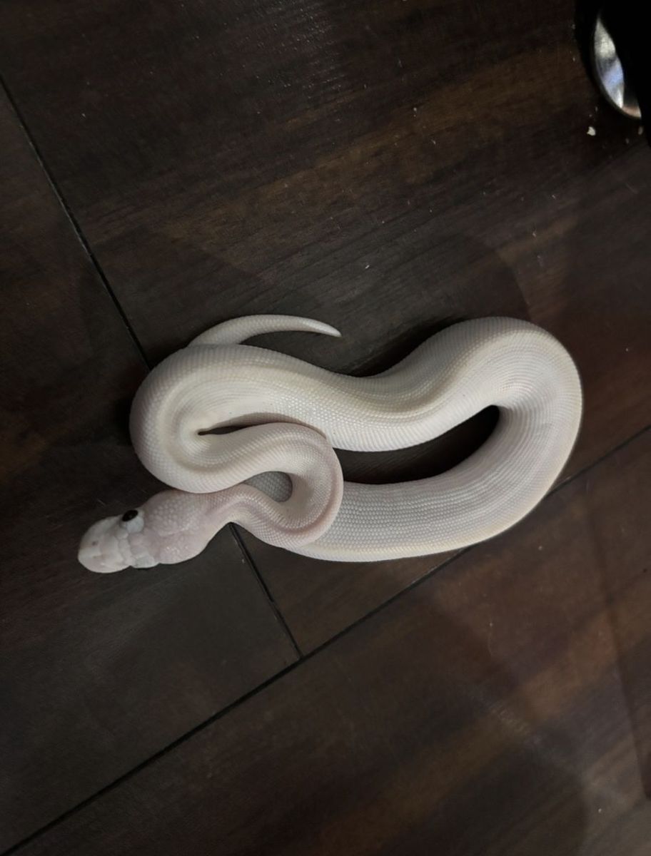 Main image 8