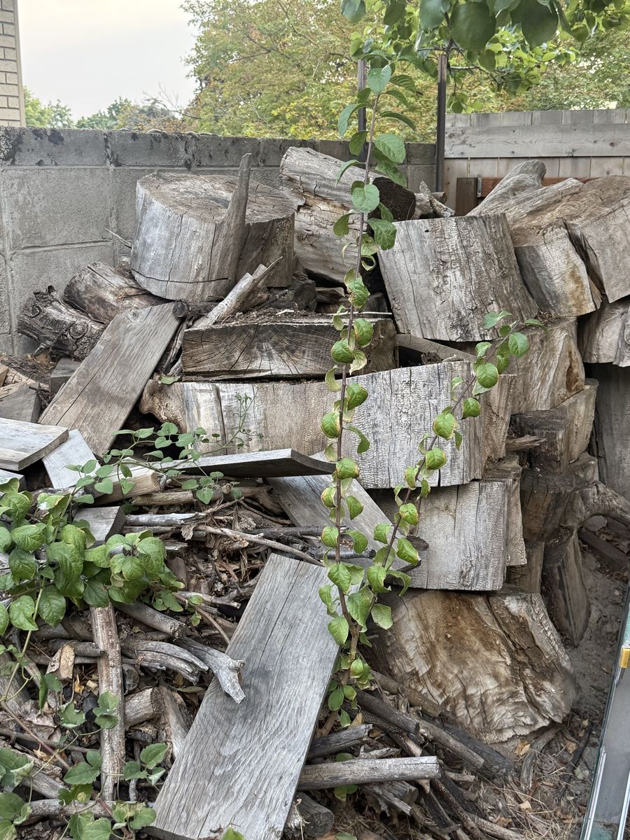 Free Firewood. All Sizes