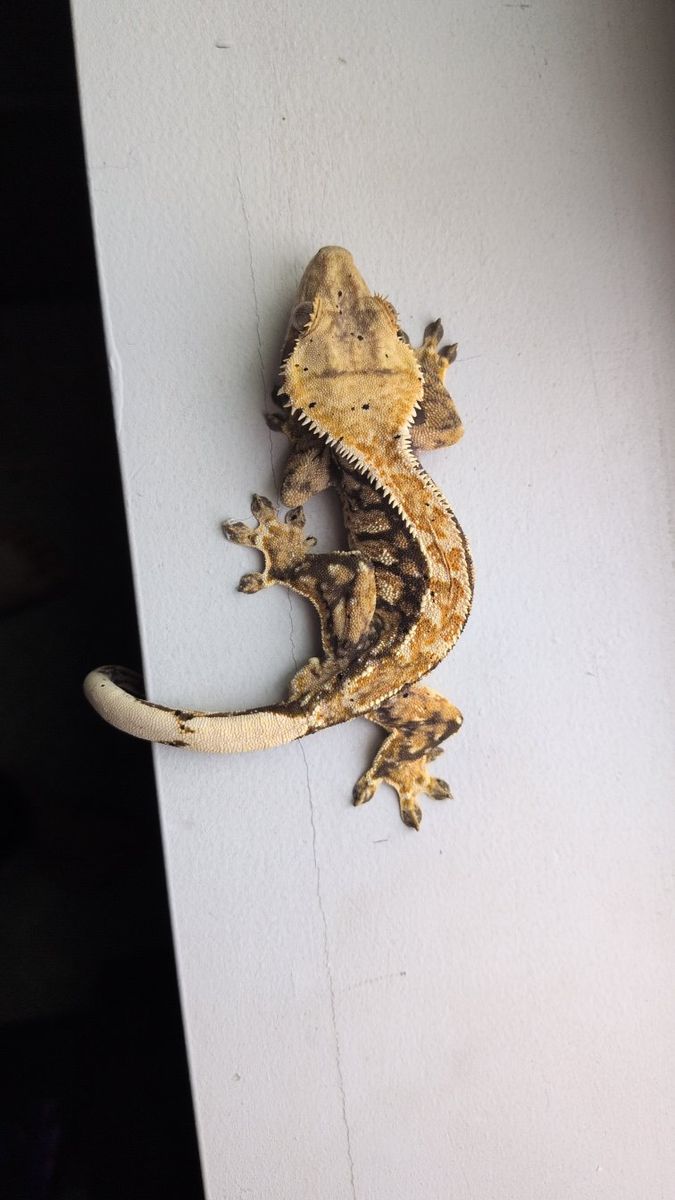 gecko pair