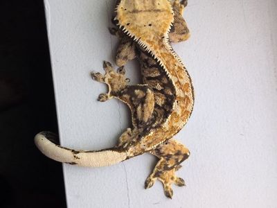 gecko pair