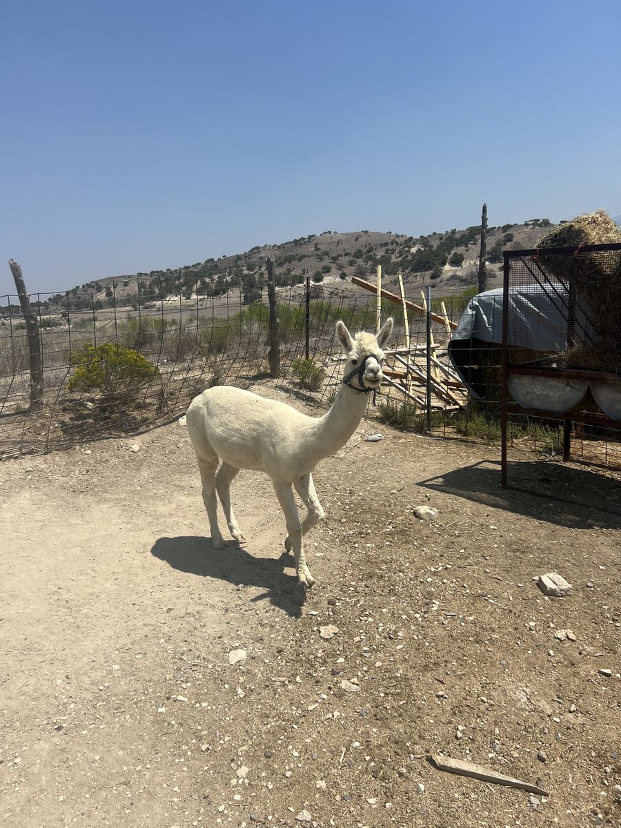 Male alpaca