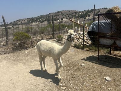 Male alpaca