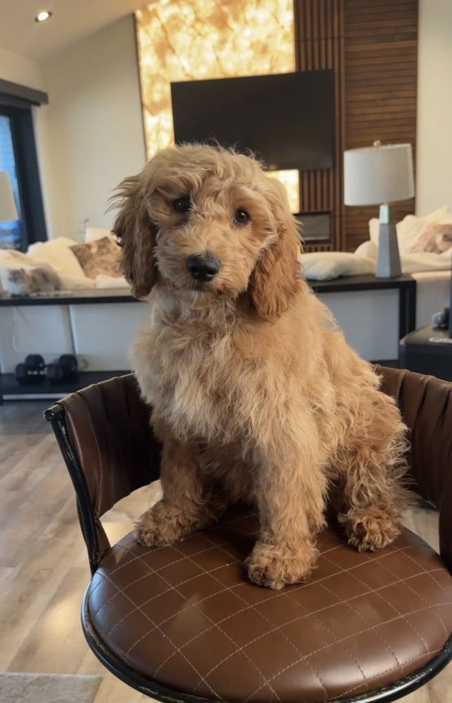 Sweetest, Calm, House Trained Mini Goodendoodle