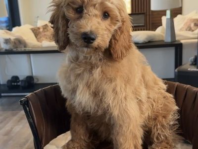 Sweetest, Calm, House Trained Mini Goodendoodle