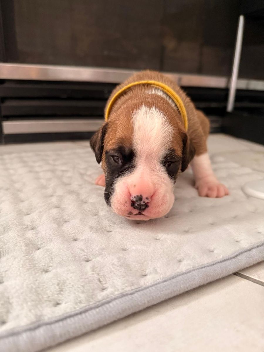 Boxer Puppies