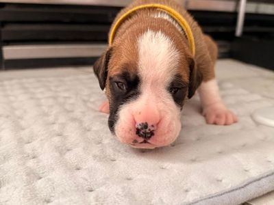 Boxer Puppies