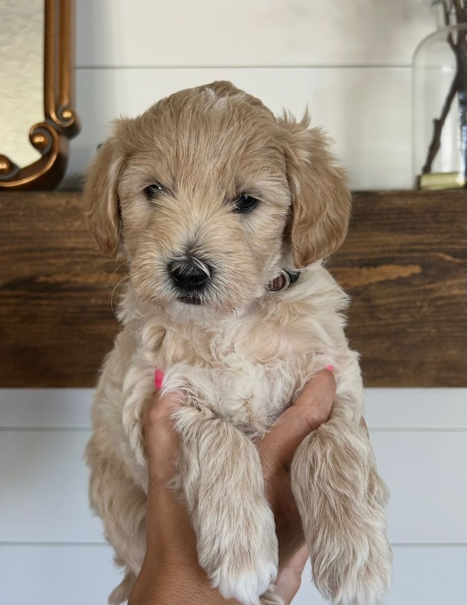 Petite size Englishcream goldendoodle puppies 15-22 lb range