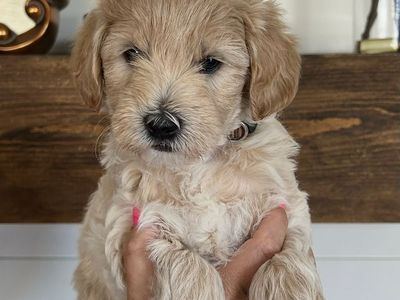 Petite size Englishcream goldendoodle puppies 15-22 lb range