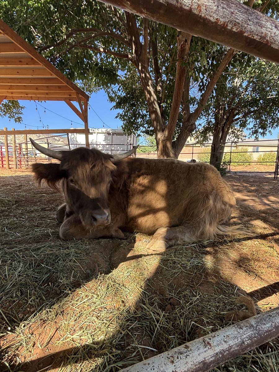 AHCA Registered Highland Heifer Dun