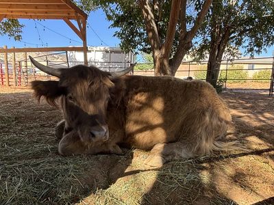 AHCA Registered Highland Heifer Dun