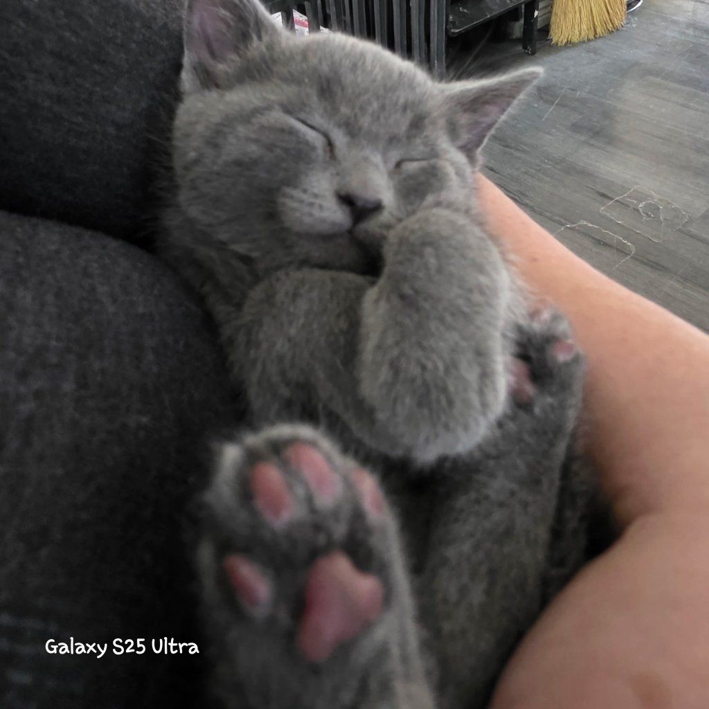 Russian Blue Kittens