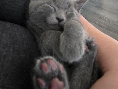 Russian Blue Kittens