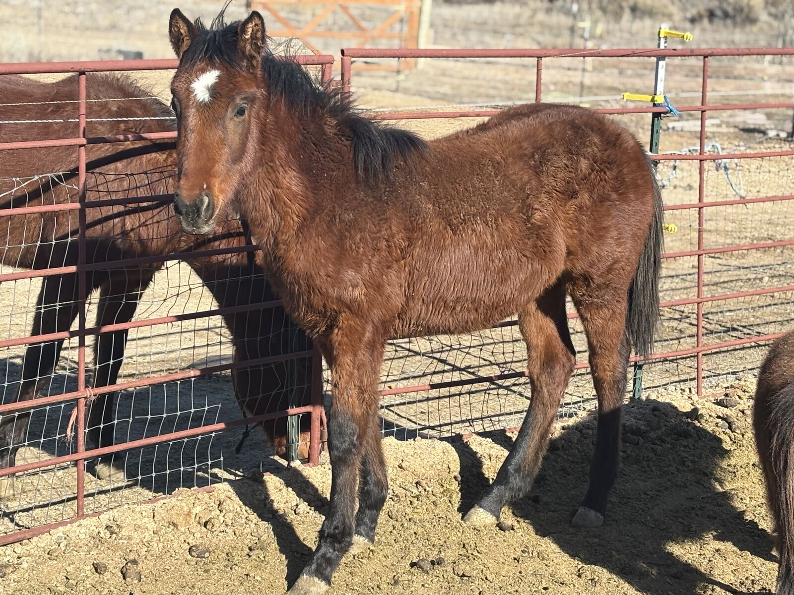 quarter horse/warmblood filly