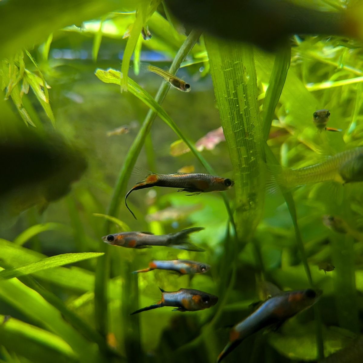 Blue Star Endlers