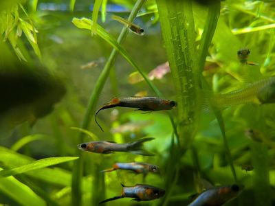 Blue Star Endlers