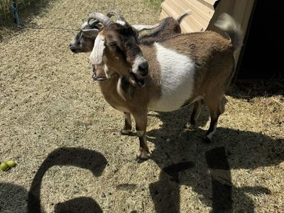 Pygmy bore goats