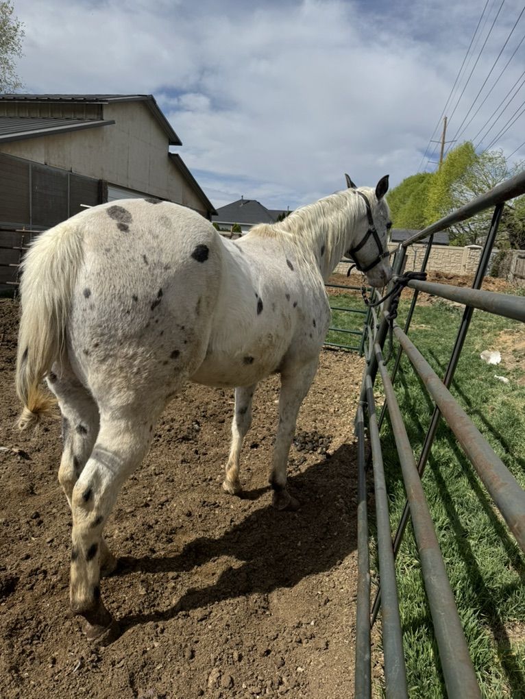 Quarter Horse