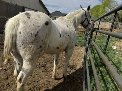 Quarter Horse