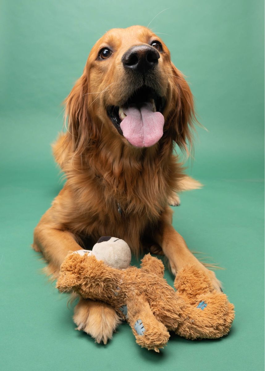 Theo! AKC Registered Golden Retriever for Stud ISO pick of the litter, no stud fee