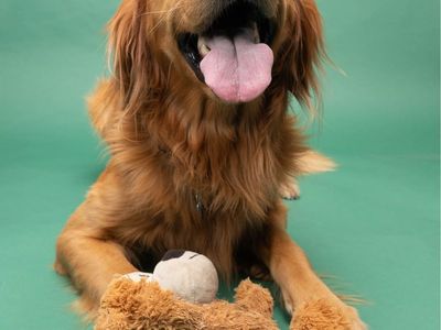 Theo! AKC Registered Golden Retriever for Stud ISO pick of the litter, no stud fee