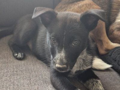Puppy $150