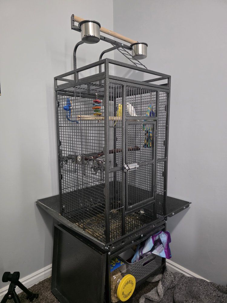 Two budgies (freya, and sol) and large metal bird cage with play top and accessories
