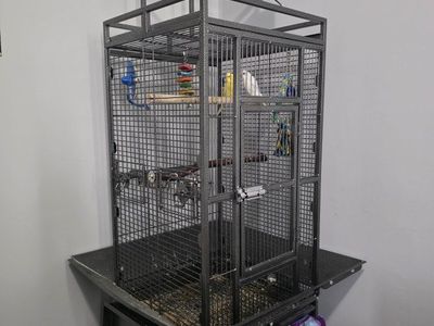 Two budgies (freya, and sol) and large metal bird cage with play top and accessories